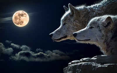 wolf-547203_640