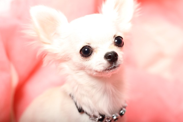 アニマルコミュニケーション 講座