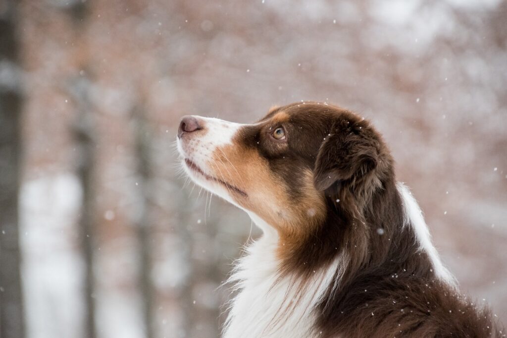 australian shepherd, dog, snow
