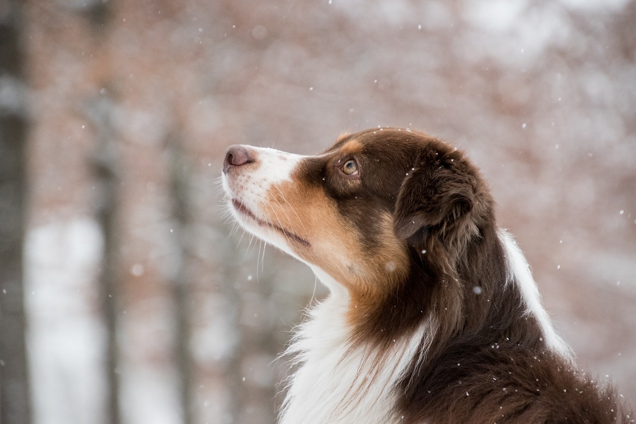 australian shepherd, dog, snow