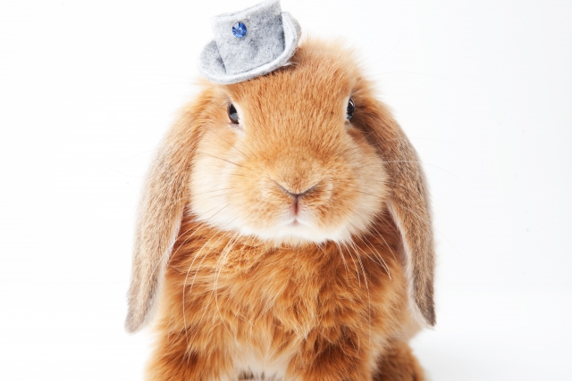 アニマルコミュニケーション,うさぎ