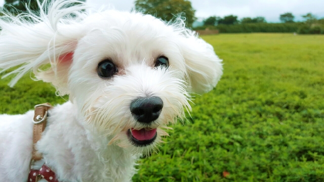 アニマルコミュニケーション 講座