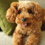 動物無料ヒーリングのご感想☆愛と感謝の波動が豊かさの循環を生み出す