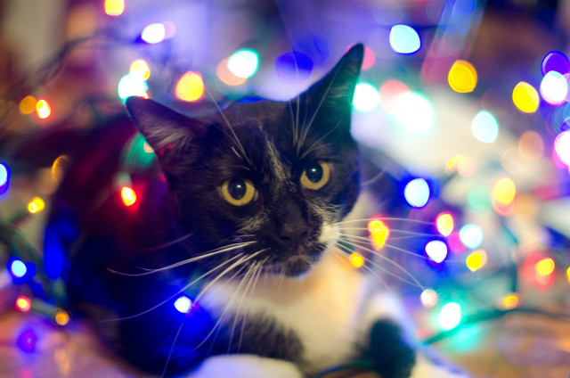 アニマルコミュニケーション 講座