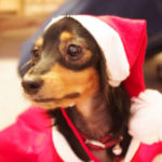 動物無料ヒーリング、アニマルコミュニケーション、アニマルヒーリング、新メニューのお知らせ【12月】