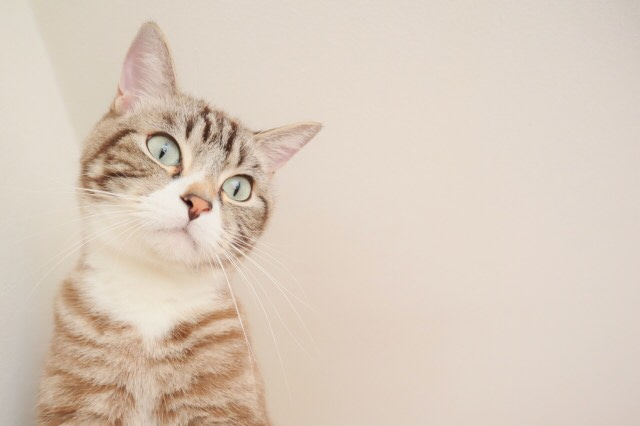 アニマルコミュニケーション 講座