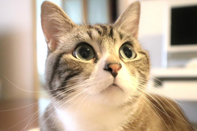 アニマルコミュニケーション 講座