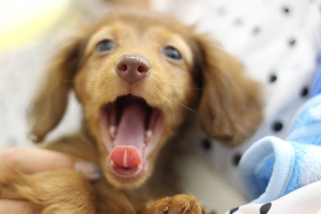 アニマルコミュニケーション 講座