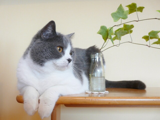 アニマルコミュニケーター 資格