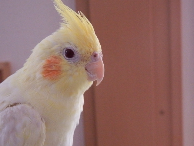 アニマルコミュニケーション 講座