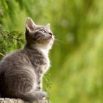 動物さんとの過去世(前世)を信じますか?